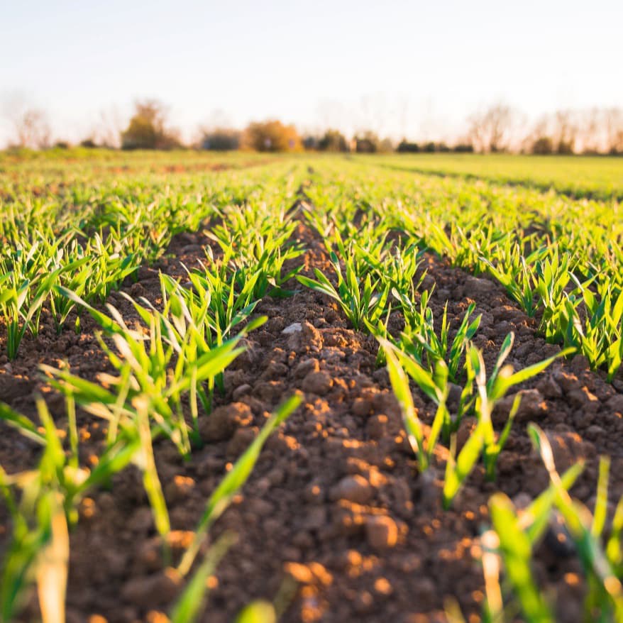 Agriculture, Forestry